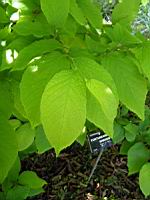 Fortunearia sinensis (fam Hamamelidacees) (Chine) (Photo F. Mrugala) (2)